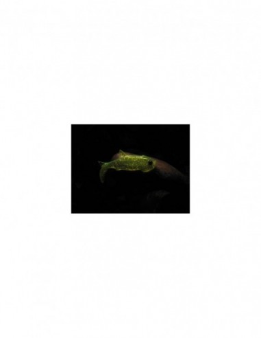 Shad Orka Gegule 7cm, culoare G5 - 5...