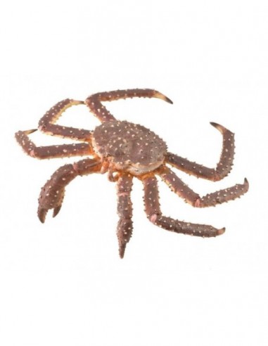 Figurina Crab Regal pictata manual XL...