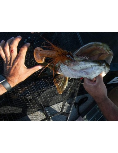 Shad Blackbay Blacktail Curly L...